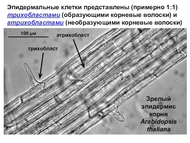 Эпидермальные клетки представлены (примерно 1:1) трихобластами (образующими корневые волоски) и