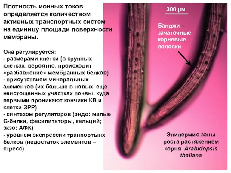 Эпидермис зоны роста растяжением корня Arabidopsis thaliana 300 μм Балджи