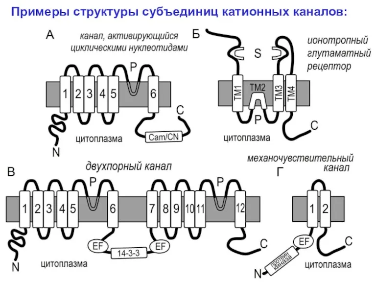 Примеры структуры субъединиц катионных каналов: