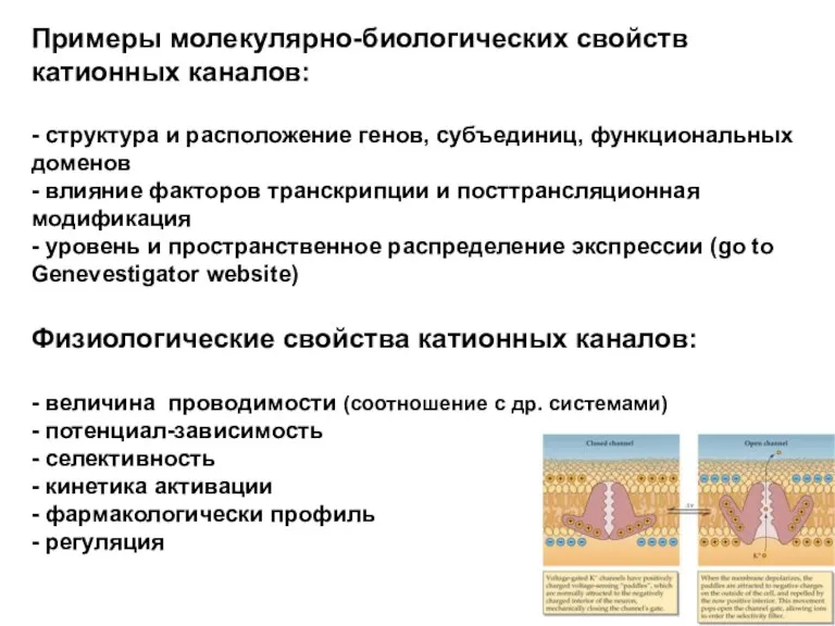 Примеры молекулярно-биологических свойств катионных каналов: - структура и расположение генов,