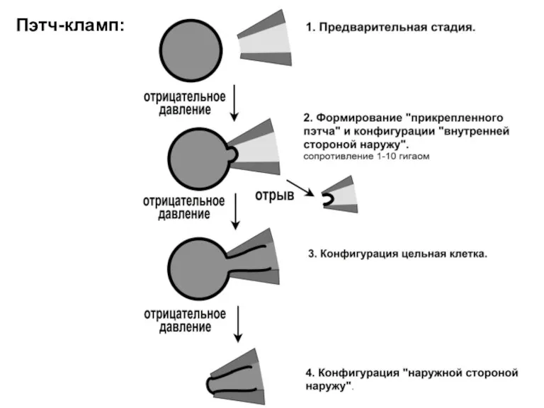 Пэтч-кламп: