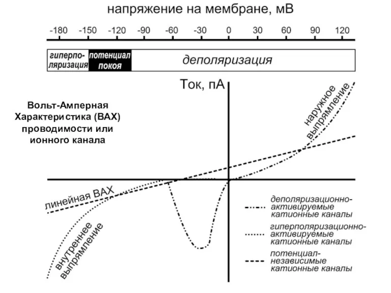 Вольт-Амперная Характеристика (ВАХ) проводимости или ионного канала