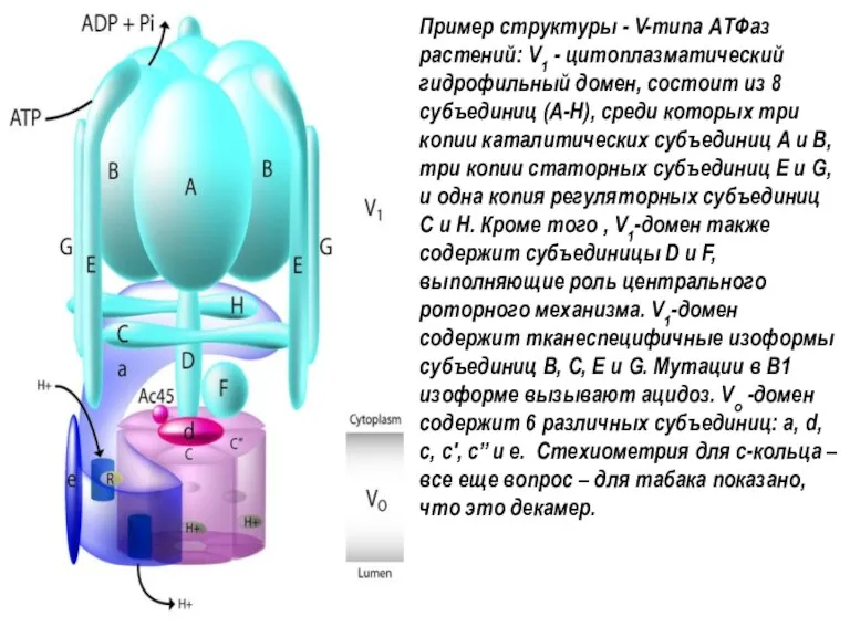 Пример структуры - V-типа АТФаз растений: V1 - цитоплазматический гидрофильный