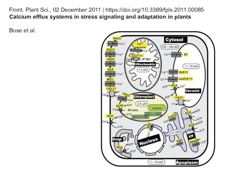 Front. Plant Sci., 02 December 2011 | https://doi.org/10.3389/fpls.2011.00085 Calcium efflux