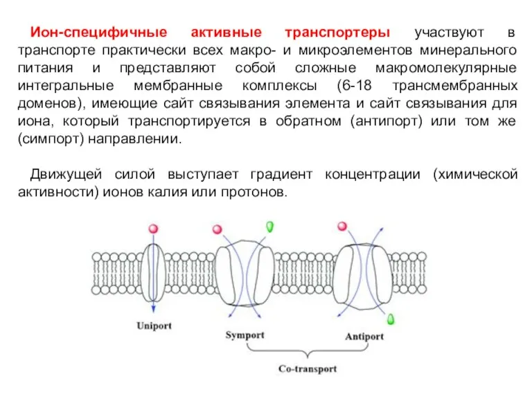 Ион-специфичные активные транспортеры участвуют в транспорте практически всех макро- и