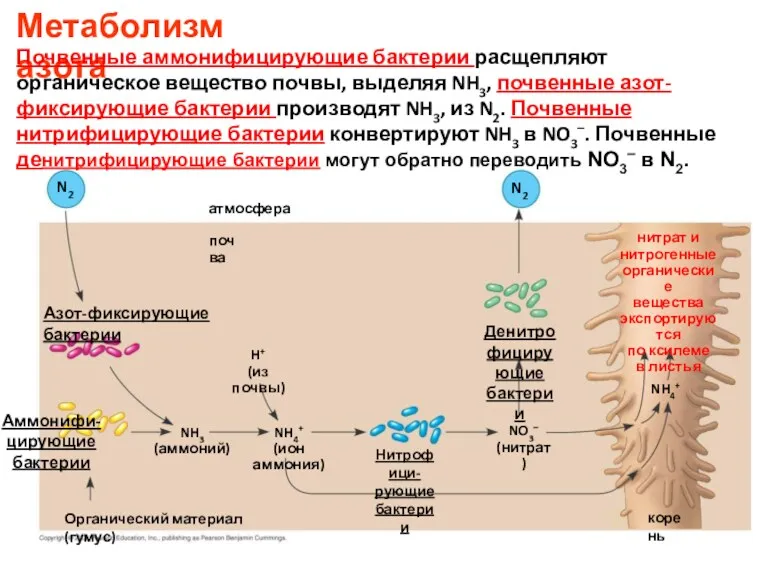 Азот-фиксирующие бактерии N2 Аммонифи- цирующие бактерии NH3 (аммоний) Органический материал