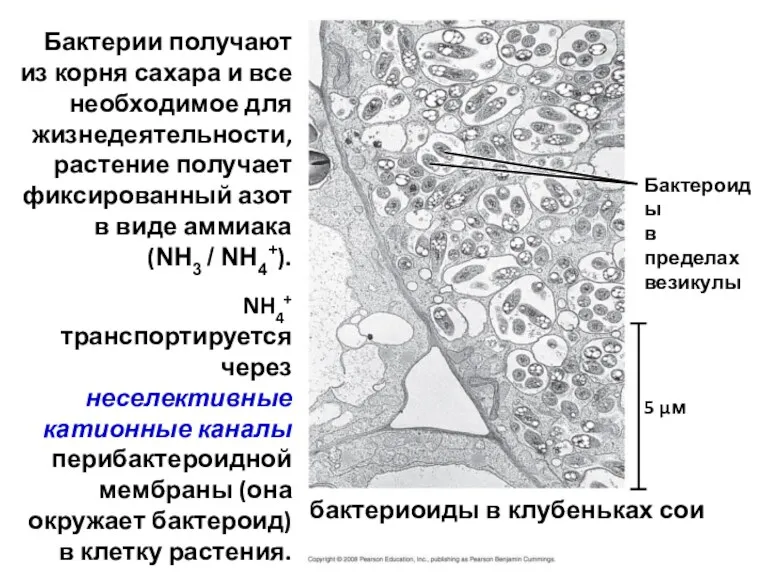 бактериоиды в клубеньках сои 5 µм Бактероиды в пределах везикулы