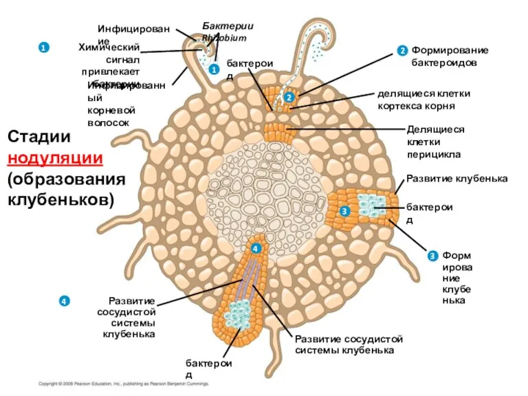 Бактерии Rhizobium Инфицирование Химический сигнал привлекает бактерии 1 1 2