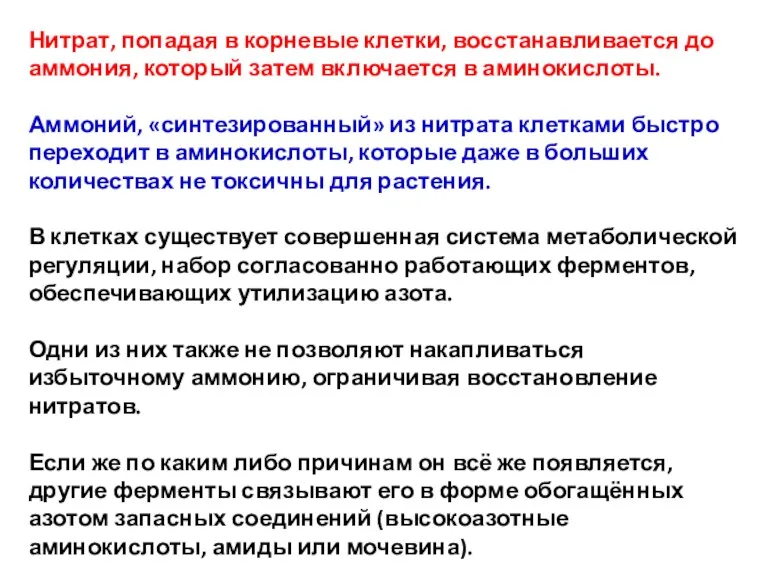 Нитрат, попадая в корневые клетки, восстанавливается до аммония, который затем