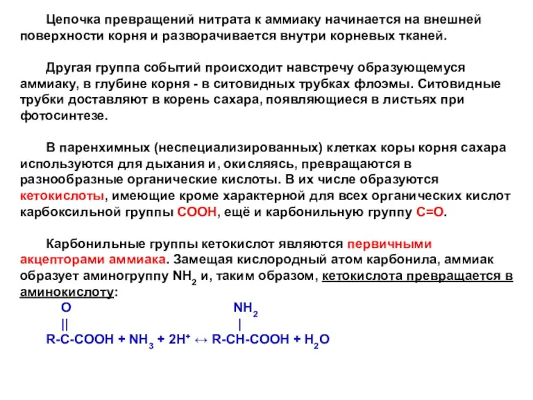 Цепочка превращений нитрата к аммиаку начинается на внешней поверхности корня