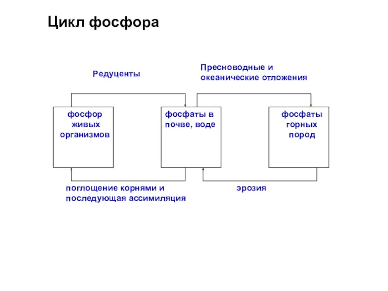 Цикл фосфора