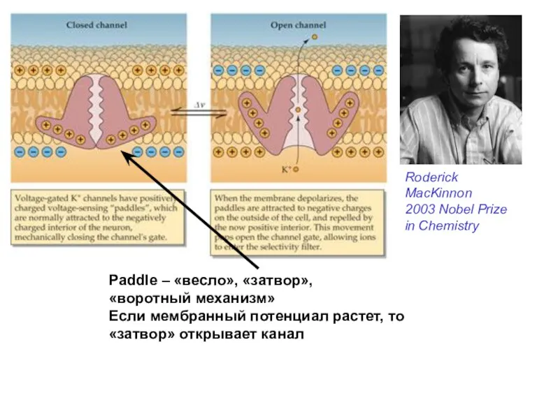 Paddle – «весло», «затвор», «воротный механизм» Если мембранный потенциал растет,