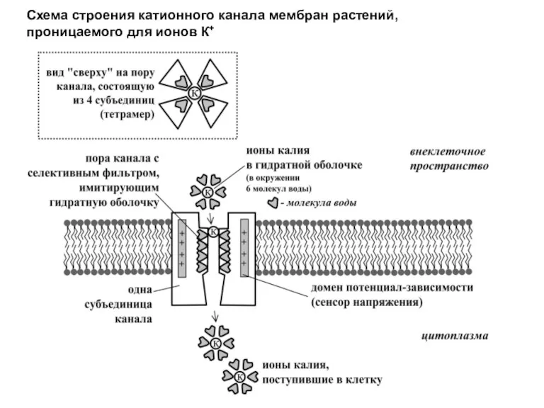 Схема строения катионного канала мембран растений, проницаемого для ионов К+