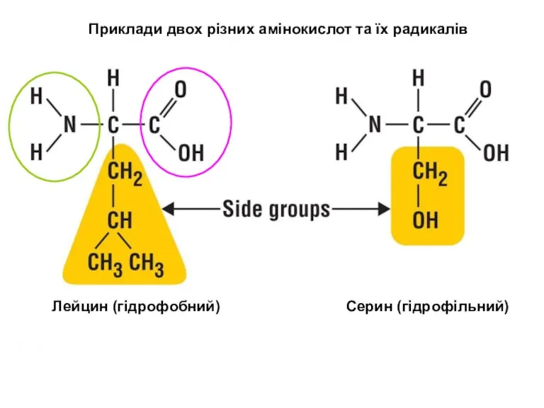 Приклади двох різних амінокислот та їх радикалів Лейцин (гідрофобний) Серин (гідрофільний)