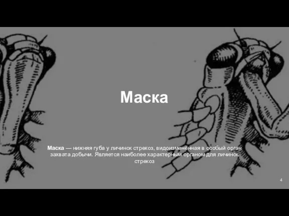 Маска Маска — нижняя губа у личинок стрекоз, видоизменённая в особый орган захвата