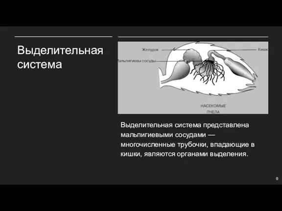 Выделительная система Выделительная система представлена мальпигиевыми сосудами — многочисленные трубочки, впадающие в кишки, являются органами выделения.