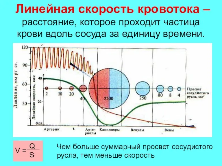 Линейная скорость кровотока – расстояние, которое проходит частица крови вдоль