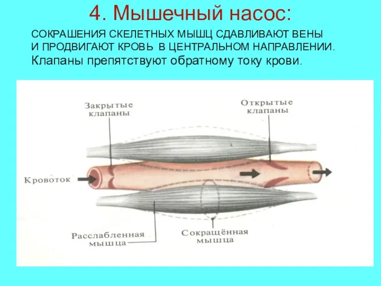 4. Мышечный насос: СОКРАШЕНИЯ СКЕЛЕТНЫХ МЫШЦ СДАВЛИВАЮТ ВЕНЫ И ПРОДВИГАЮТ