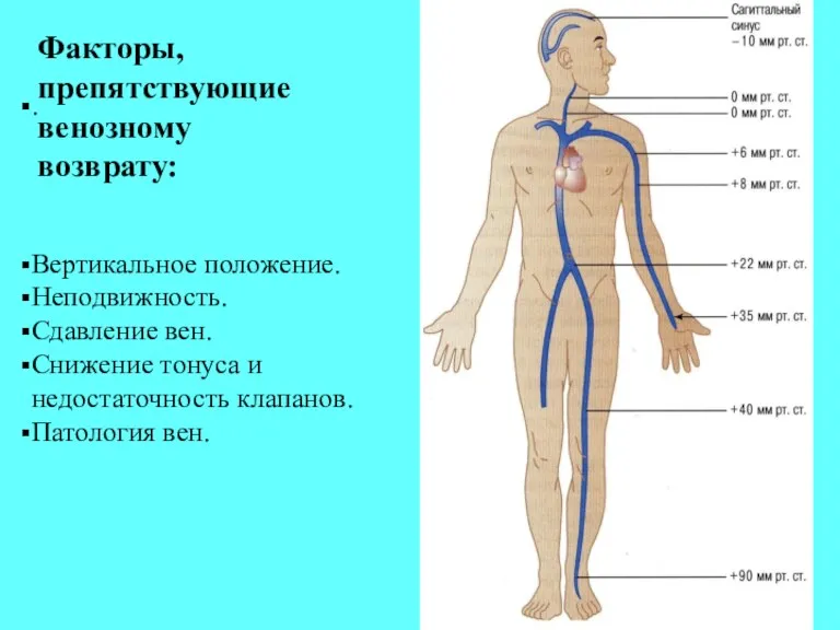 . Факторы, препятствующие венозному возврату: Вертикальное положение. Неподвижность. Сдавление вен.