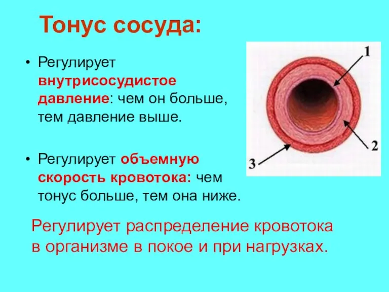 Тонус сосуда: Регулирует внутрисосудистое давление: чем он больше, тем давление