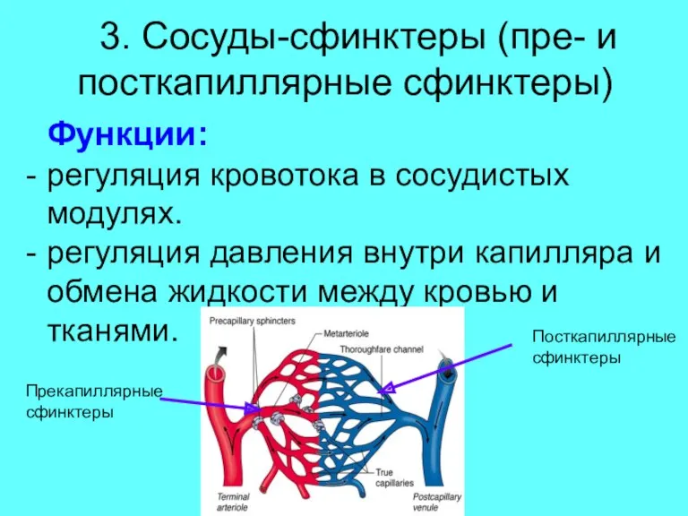 3. Сосуды-сфинктеры (пре- и посткапиллярные сфинктеры) Функции: регуляция кровотока в