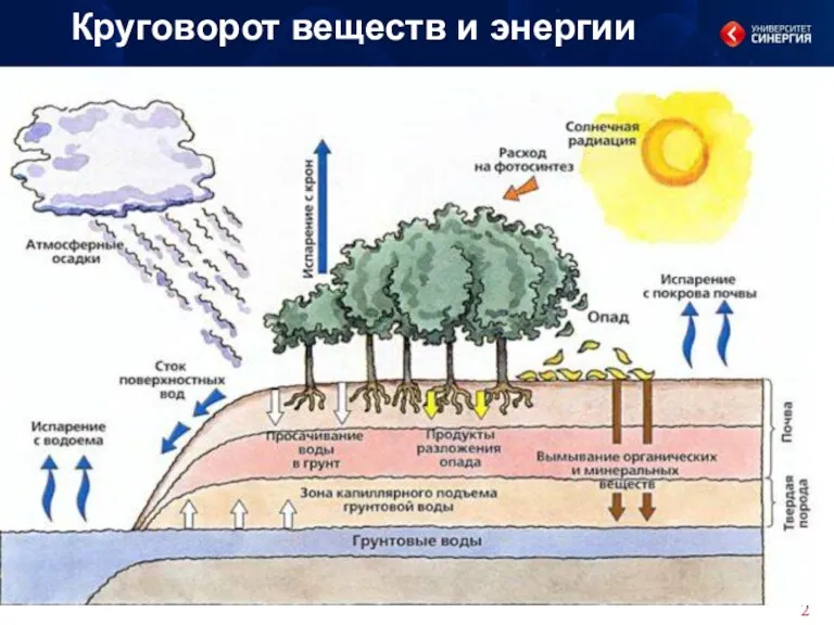 Круговорот веществ и энергии