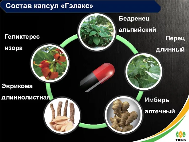 Состав капсул «Гэлакс» Эврикома длиннолистная Перец длинный Геликтерес изора Имбирь аптечный Бедренец альпийский