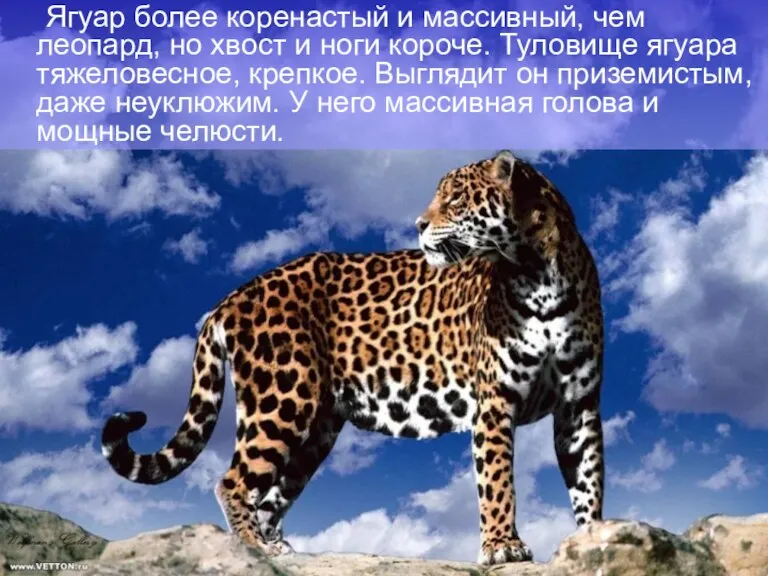 Ягуар более коренастый и массивный, чем леопард, но хвост и
