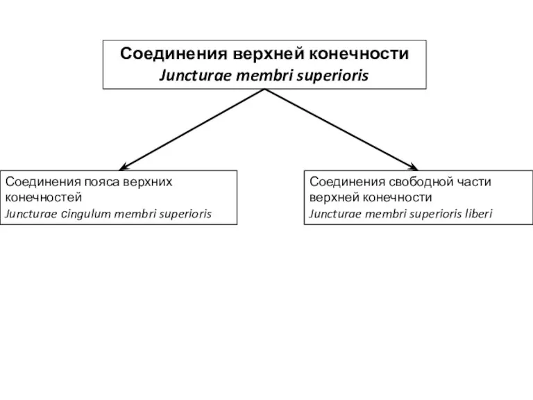 Соединения верхней конечности Juncturae membri superioris Соединения пояса верхних конечностей