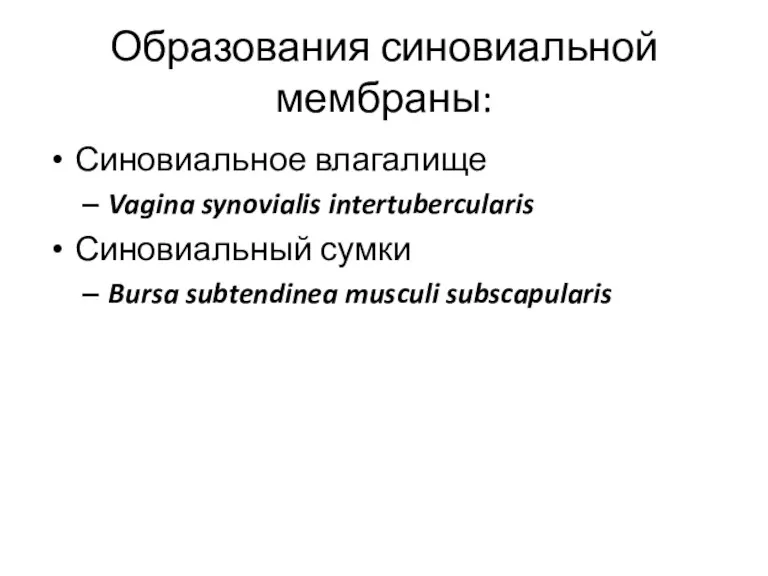 Образования синовиальной мембраны: Синовиальное влагалище Vagina synovialis intertubercularis Синовиальный сумки Bursa subtendinea musculi subscapularis
