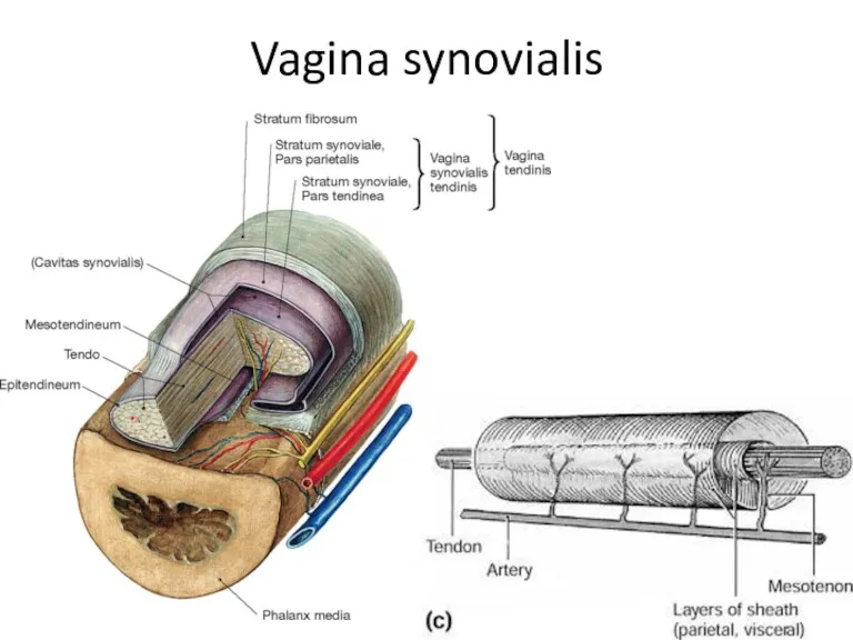Vagina synovialis
