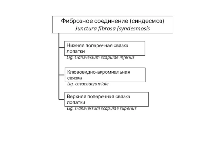 Фиброзное соединение (синдесмоз) Junctura fibrosa (syndesmosis Клювовидно-акромиальная связка Lig. coracoacromiale