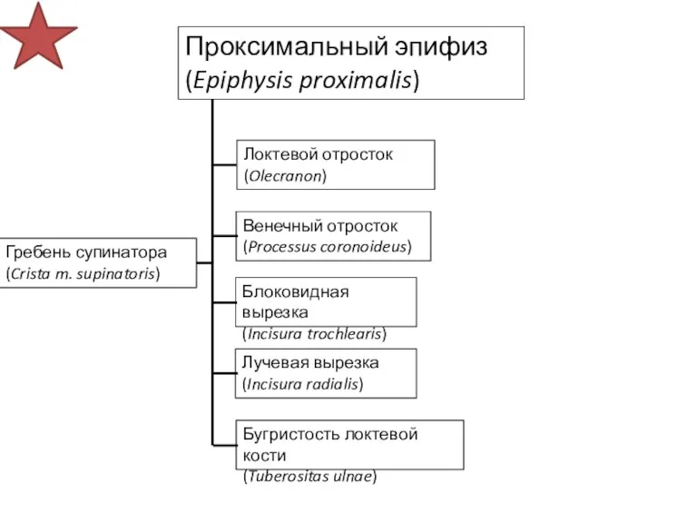 Проксимальный эпифиз (Epiphysis proximalis) Локтевой отросток (Olecranon) Лучевая вырезка (Incisura