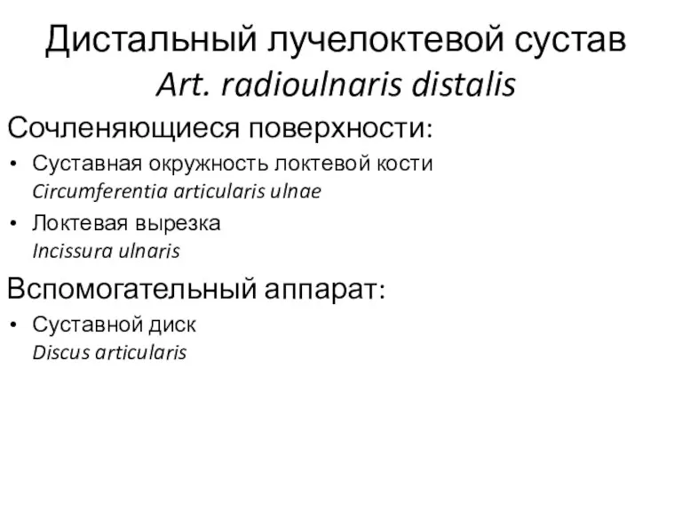 Дистальный лучелоктевой сустав Art. radioulnaris distalis Сочленяющиеся поверхности: Суставная окружность