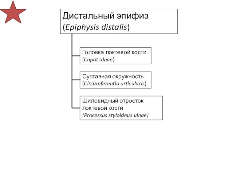 Дистальный эпифиз (Epiphysis distalis) Суставная окружность (Circumferentia articularis) Шиловидный отросток