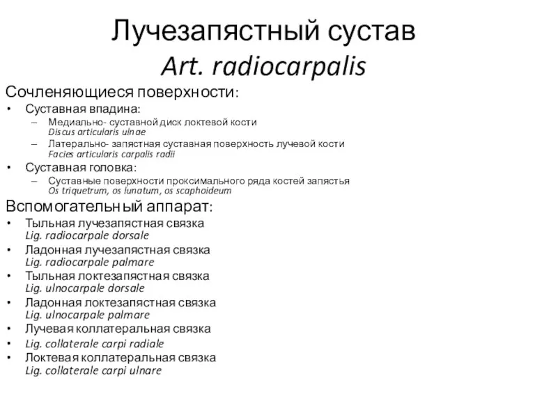 Лучезапястный сустав Art. radiocarpalis Сочленяющиеся поверхности: Суставная впадина: Медиально- суставной