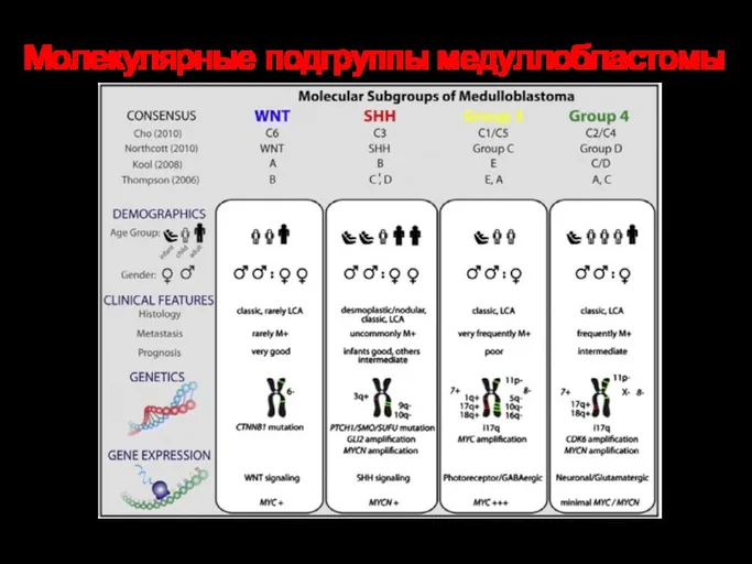 Молекулярные подгруппы медуллобластомы