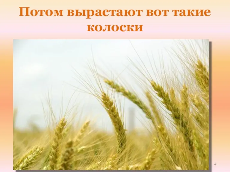 Потом вырастают вот такие колоски