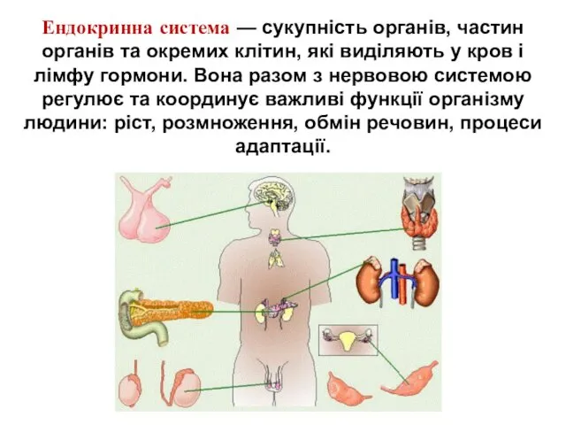 Ендокринна система — сукупність органів, частин органів та окремих клітин,