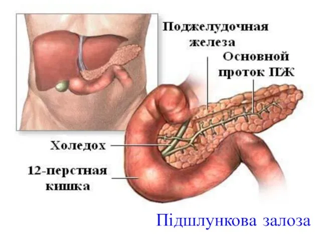 Підшлункова залоза