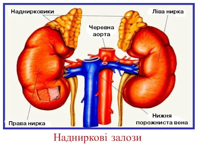 Надниркові залози