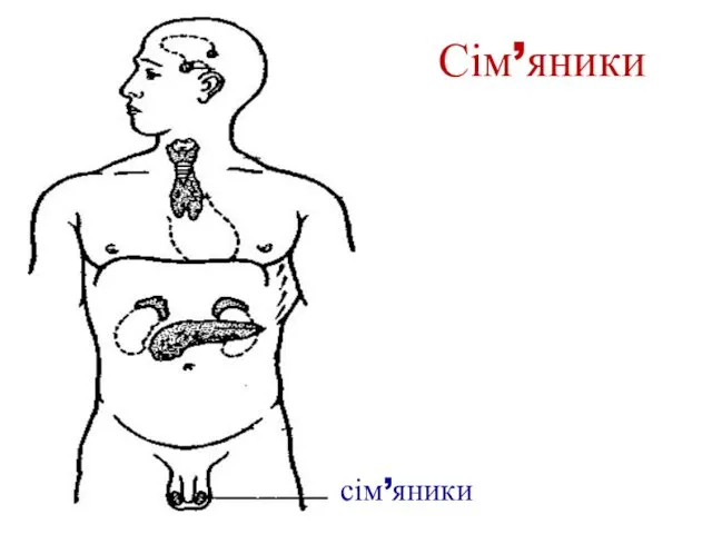 Сім’яники сім’яники