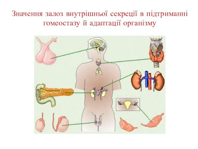 Значення залоз внутрішньої секреції в підтриманні гомеостазу й адаптації організму