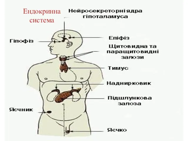 Ендокринна система