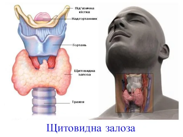 Щитовидна залоза