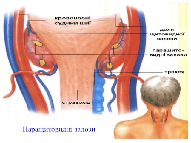 Паращитовидні залози