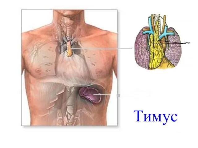 Тимус