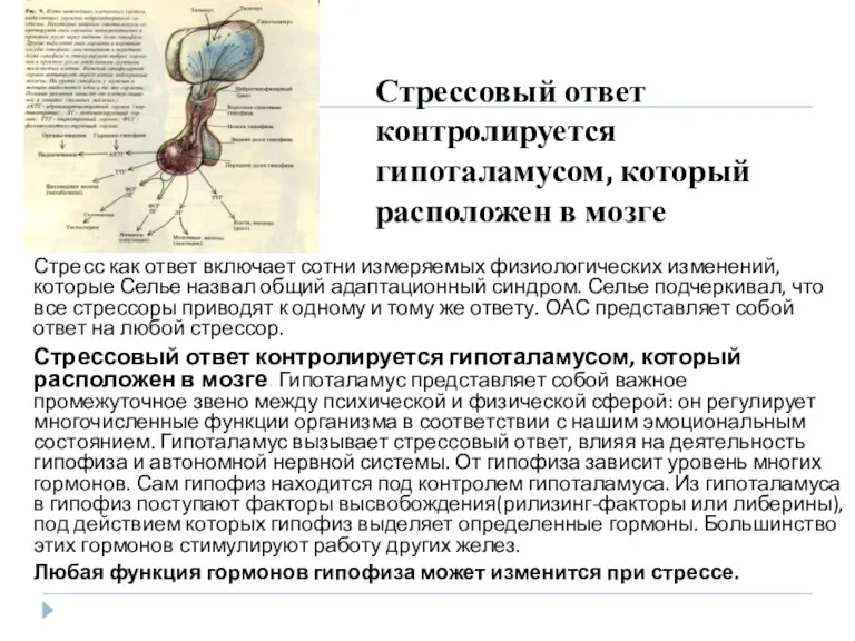 Стрессовый ответ контролируется гипоталамусом, который расположен в мозге Стресс как