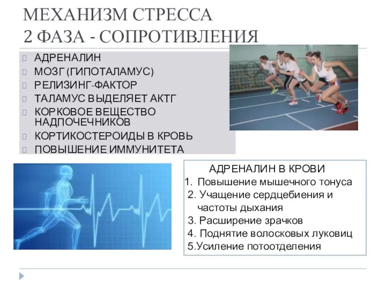 МЕХАНИЗМ СТРЕССА 2 ФАЗА - СОПРОТИВЛЕНИЯ АДРЕНАЛИН МОЗГ (ГИПОТАЛАМУС) РЕЛИЗИНГ-ФАКТОР