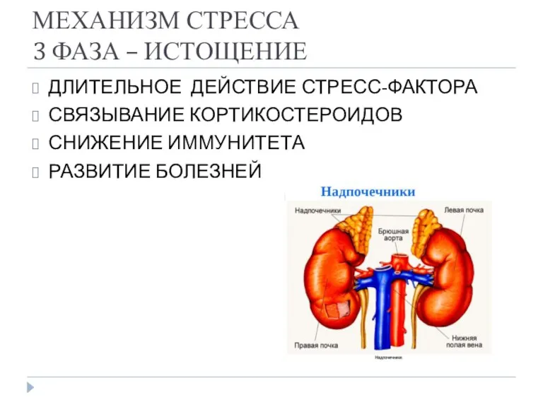 МЕХАНИЗМ СТРЕССА 3 ФАЗА – ИСТОЩЕНИЕ ДЛИТЕЛЬНОЕ ДЕЙСТВИЕ СТРЕСС-ФАКТОРА СВЯЗЫВАНИЕ КОРТИКОСТЕРОИДОВ СНИЖЕНИЕ ИММУНИТЕТА РАЗВИТИЕ БОЛЕЗНЕЙ